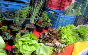 Casa Mangaia - feira de alimentos orgânicos em BH